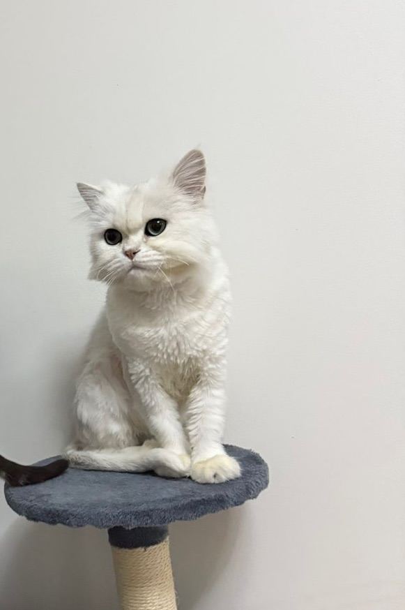 British Long Hair Cat - white
