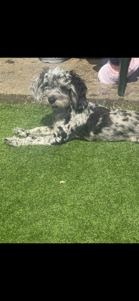 Cockapoo F1B 