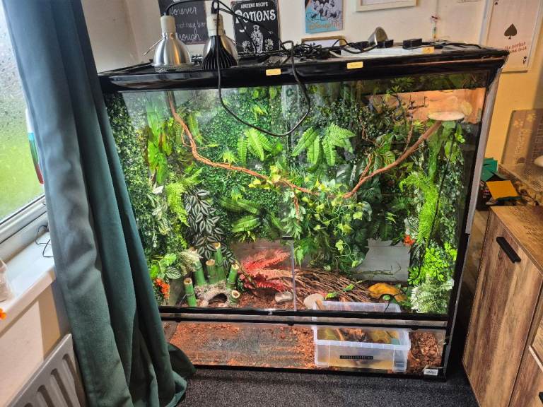 Betta terra terrarium 
