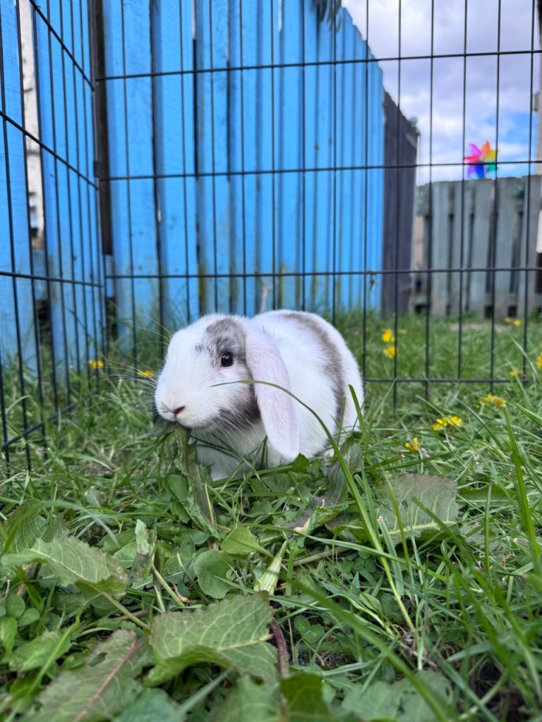 Mini Lop X Girl 💖
