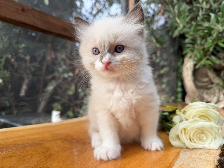 Ragdoll Kittens