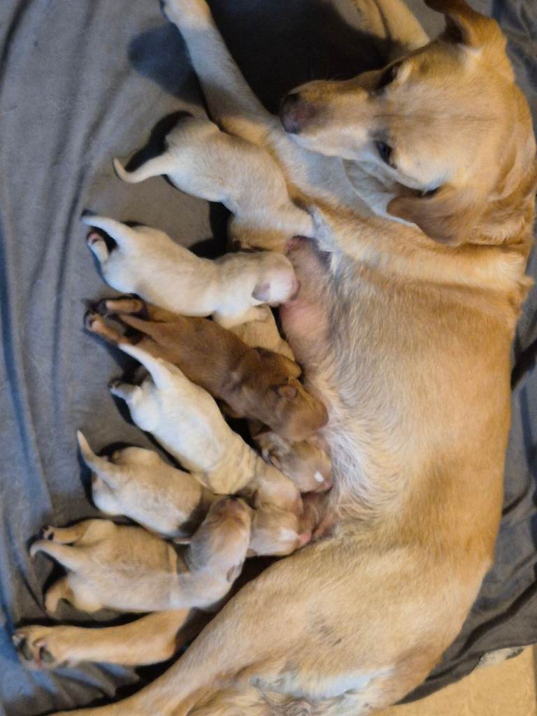 Labrador Cockapoo puppies