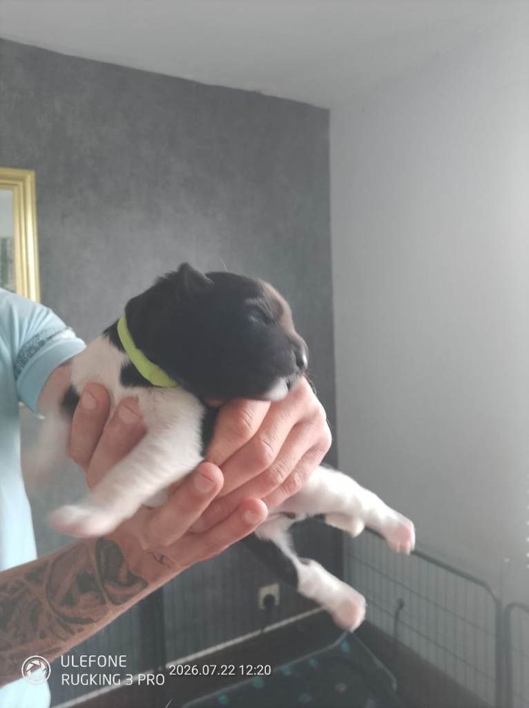 American Akita's 