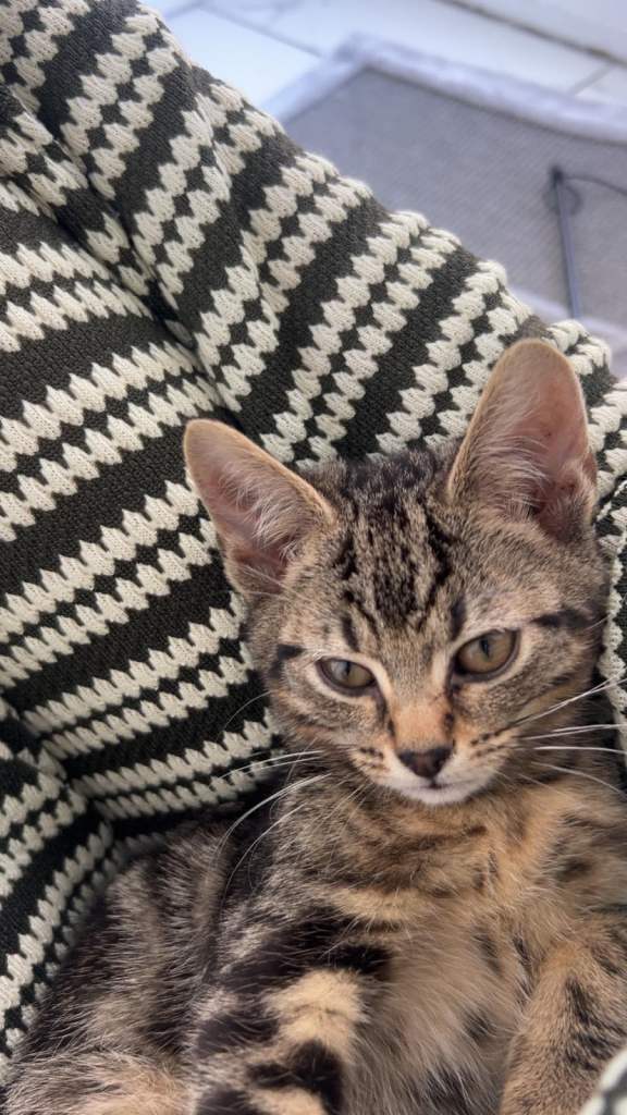 Male and female kittens 