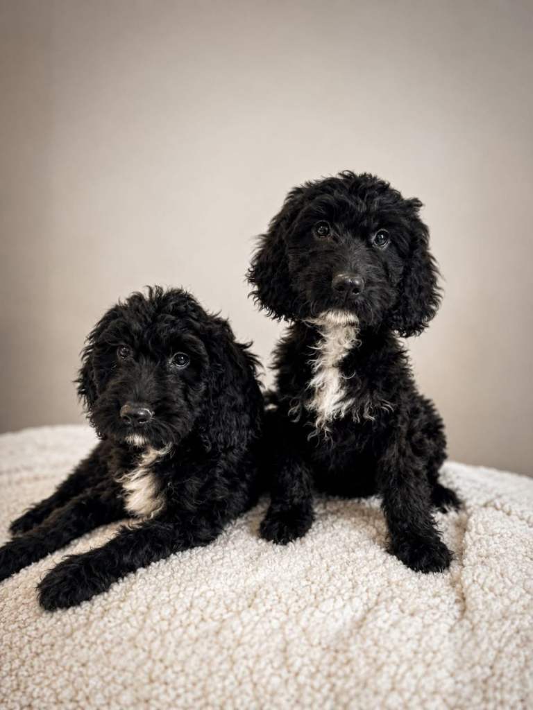 Cockapoo's Ready Now Fully Vaccinated