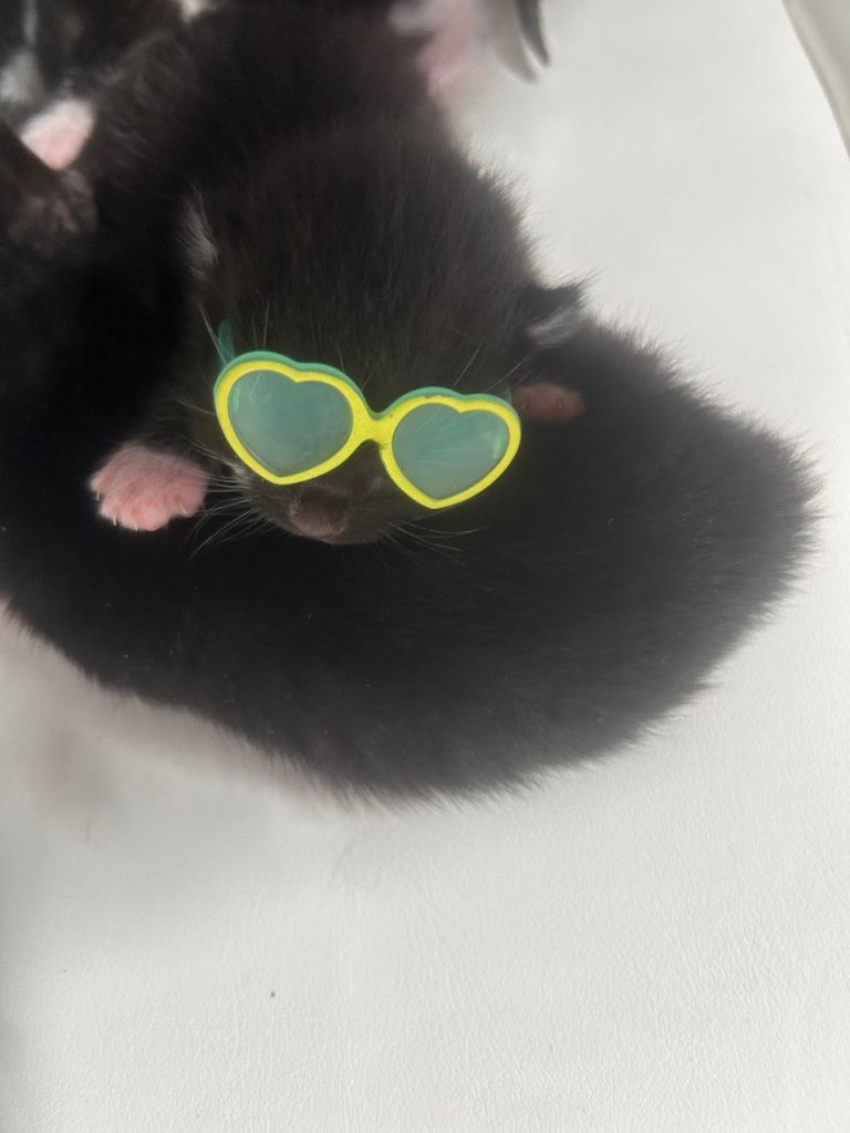 4 mixed kittens for sale