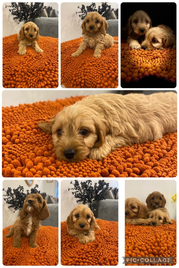 F1 Cavapoo puppies 