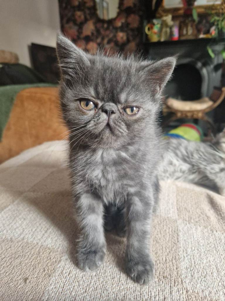 Beautiful Persian exotic kittens 