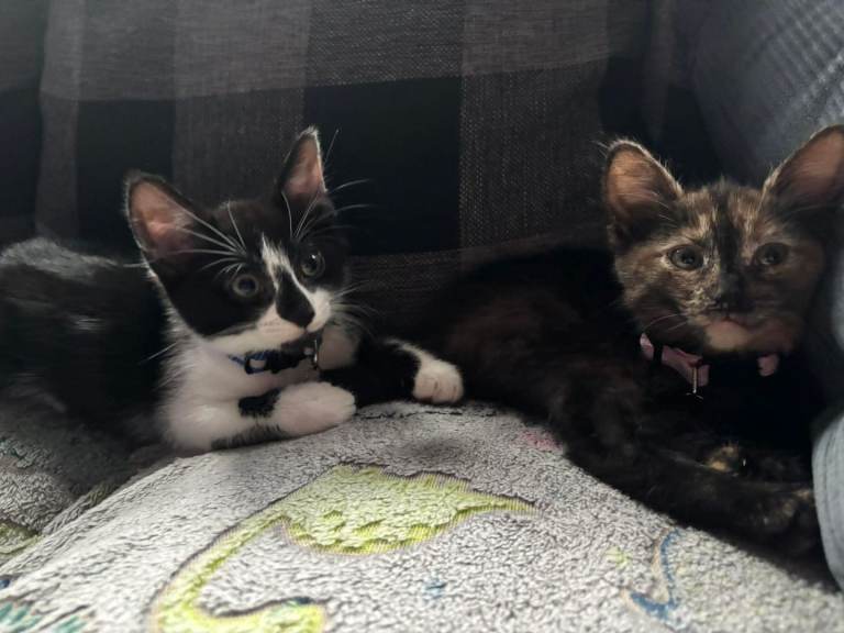 Kittens 
