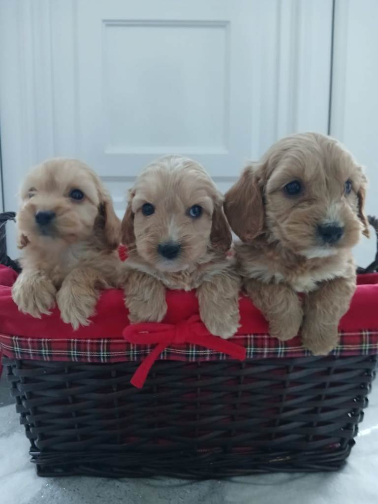 PRA show type miniature cockapoo puppies 