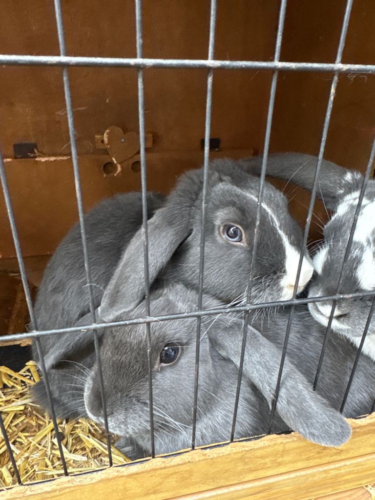 4 rabbits and hut for sale