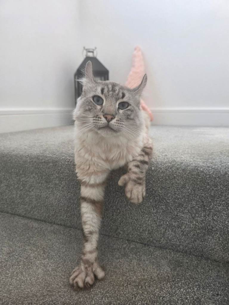 Polydactyl Long Haired Keetso for Sale