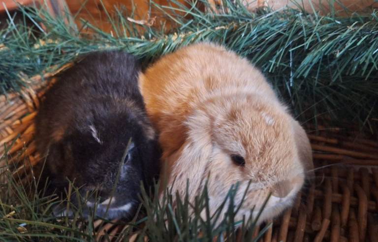 Mini lop Pet Rabbit