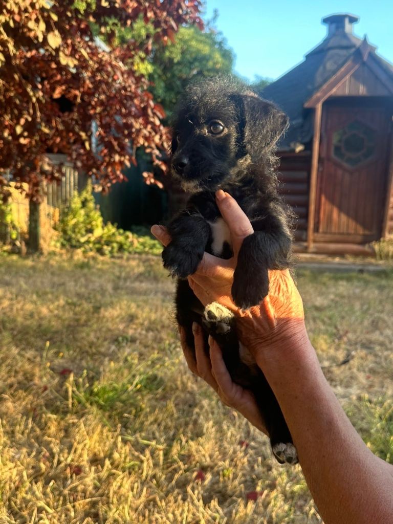 Beautiful jackapoo puppies ready now 