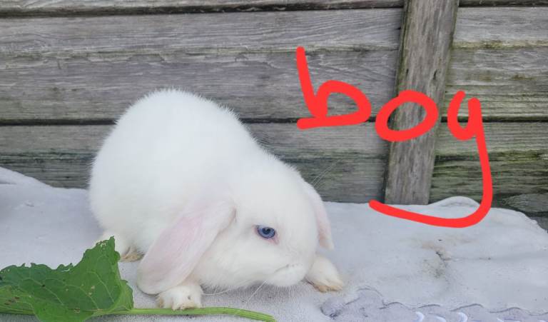 Mini lop rabbits 8 weeks +
