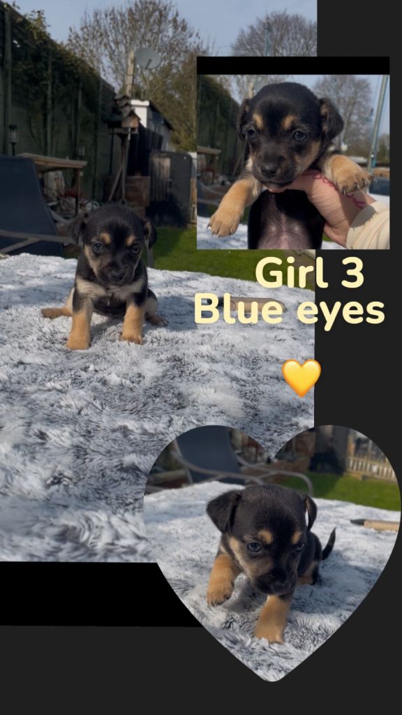 2 left Chihuahua X jack russell puppies 