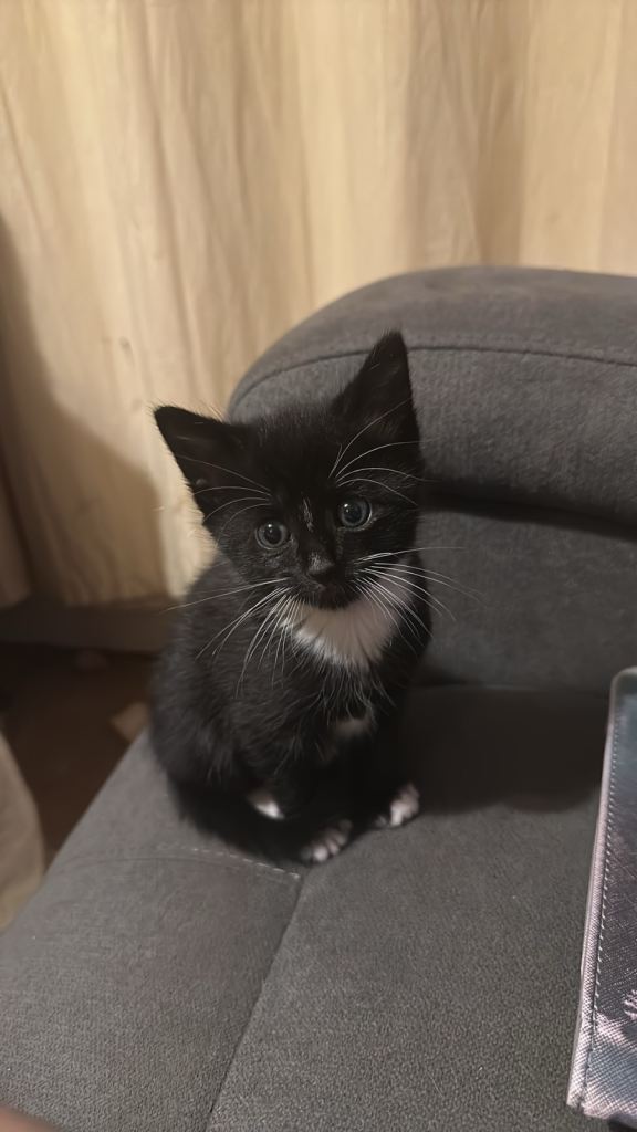 Ragdoll cross, 1 female kitten left ready for her forever home 