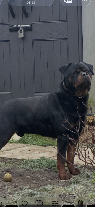 Rottweiler R 