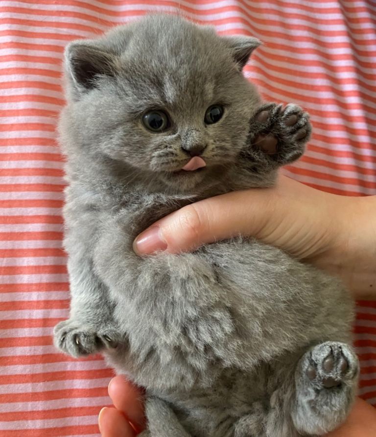 GCCF Active Championship line British Shorthair kittens 