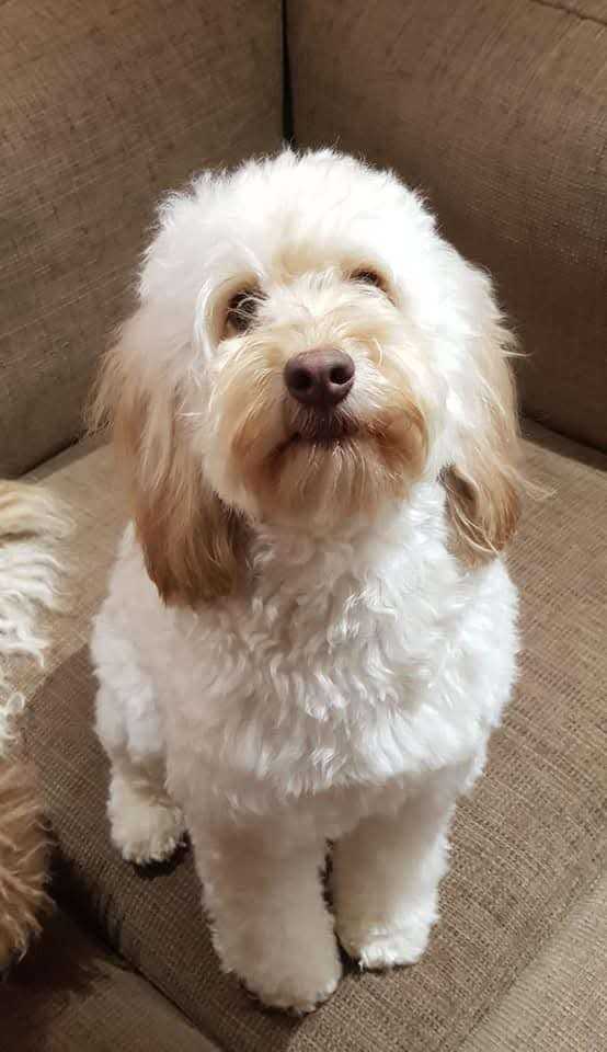 Cockapoo adult