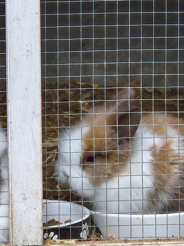 lionhead rabbits
