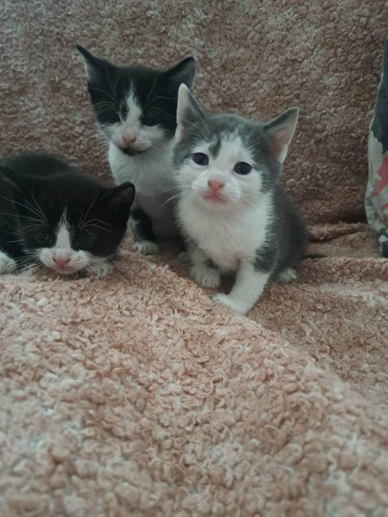 Beautiful cats for sale