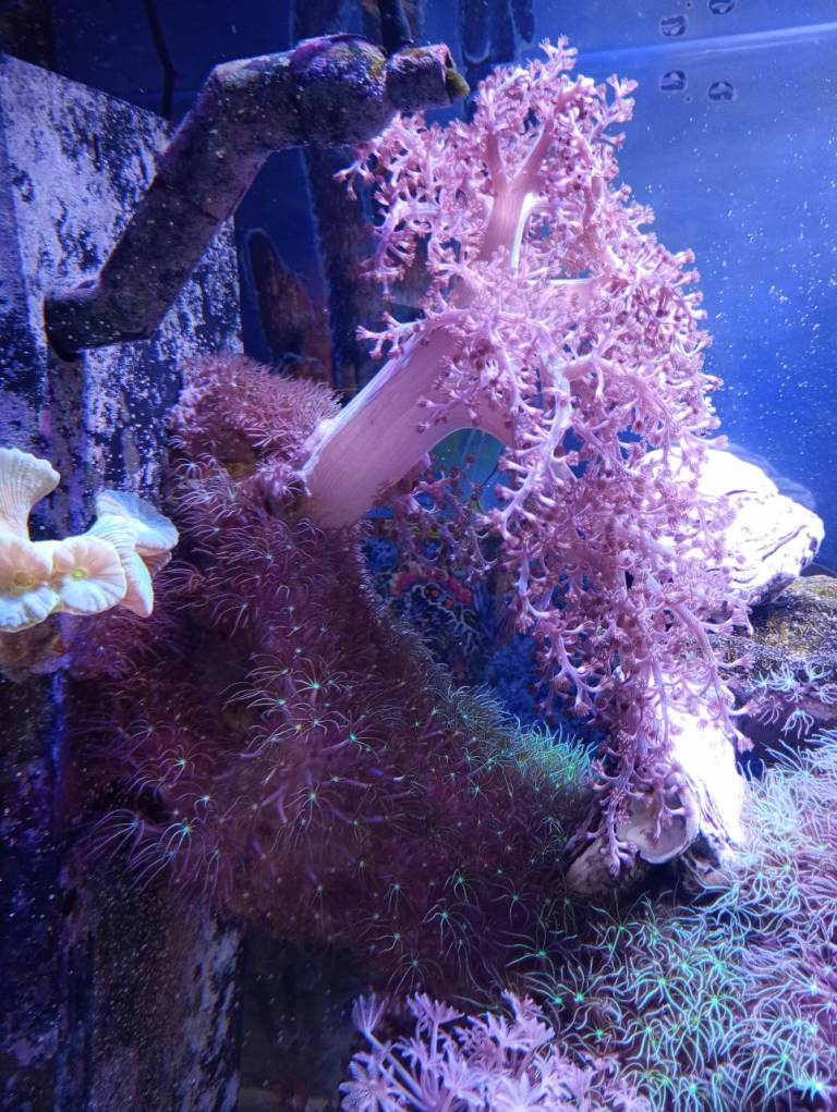 Beautiful corals for sale