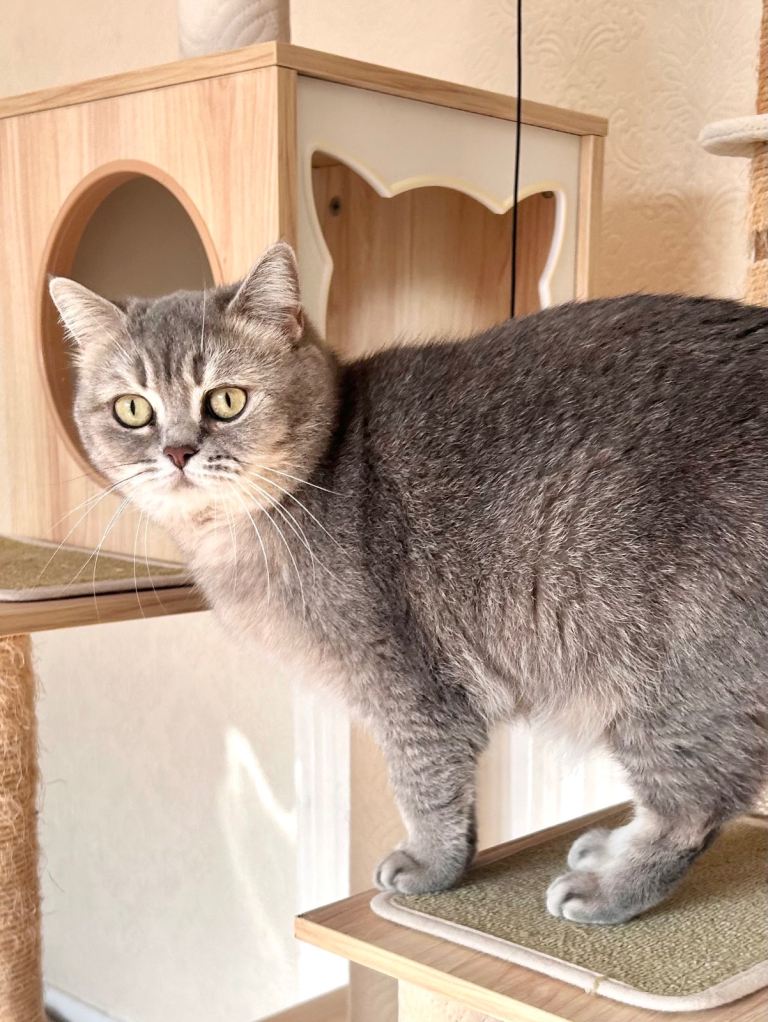 Stunning Blue Golden British Shorthair Girl!
