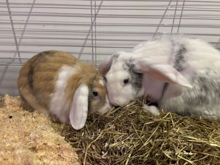 Good home wanted for 2 female rabbits