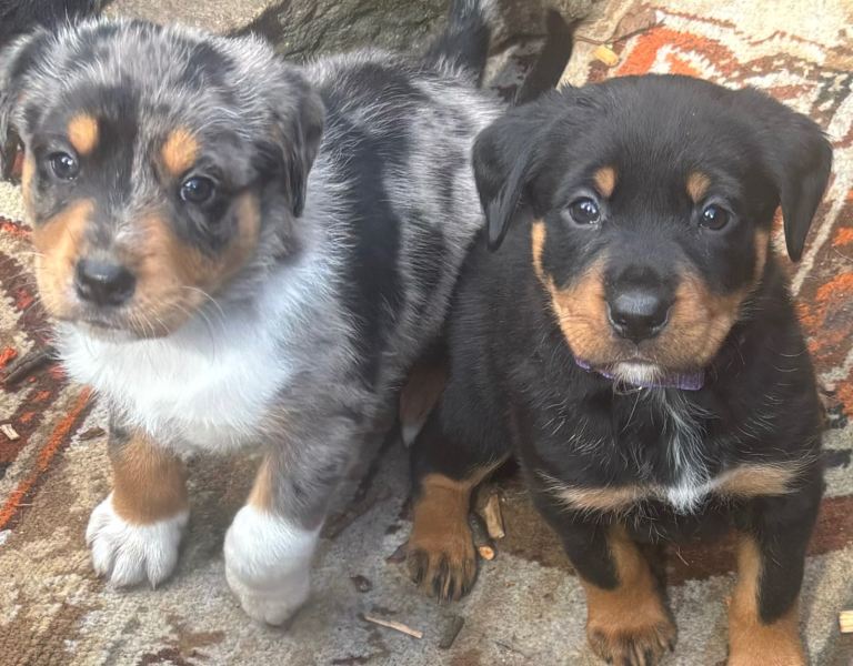 Border Rottie puppies for sale 