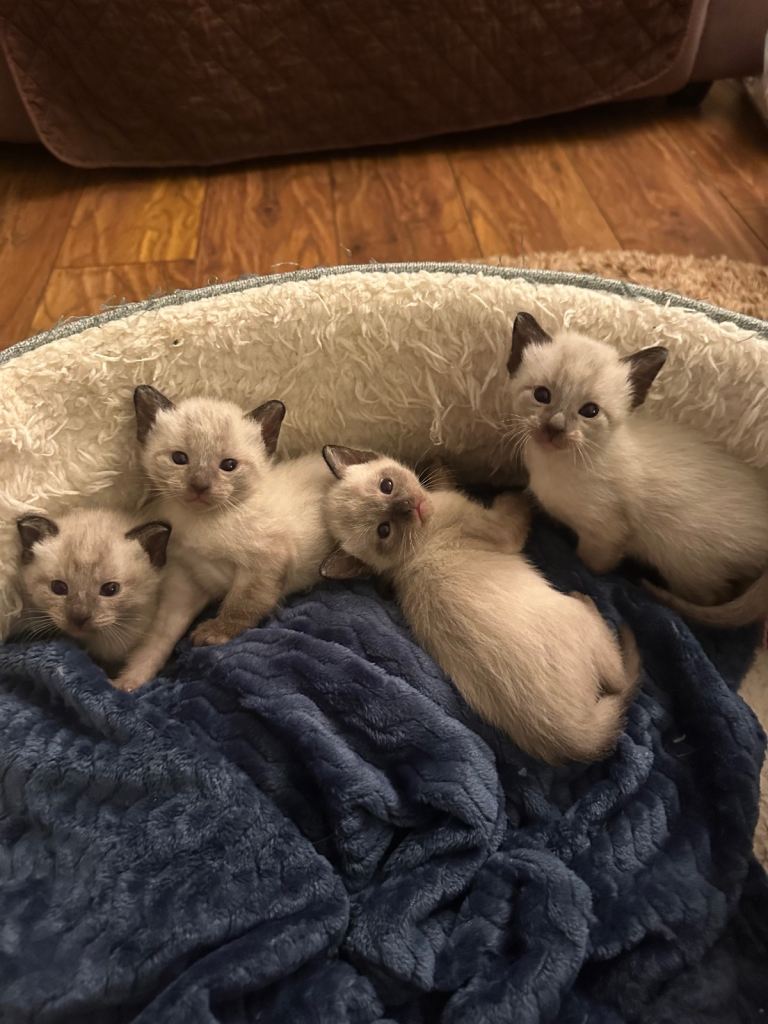 Beautiful Siamese Kittens ~ 3 LEFT~