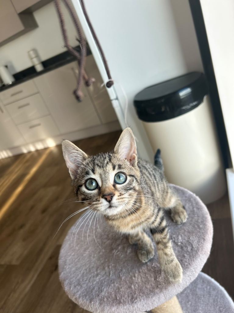Stunning female bengal 