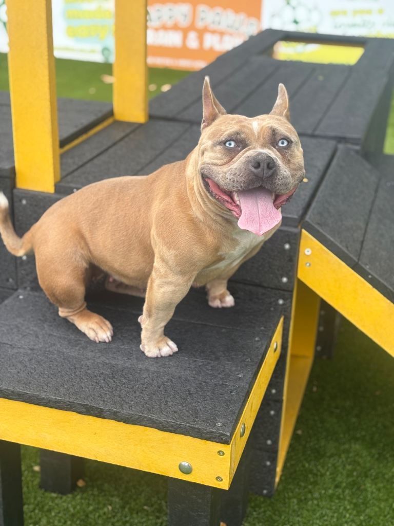 Urgent 🚨 home needed  pocket bully