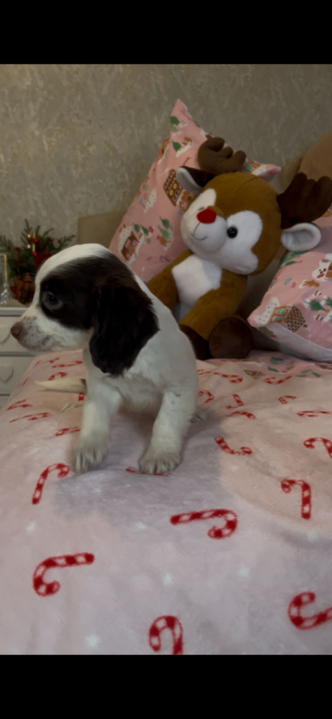 Cocker spaniel puppies
