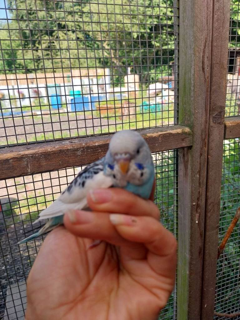 Budgies for sale 