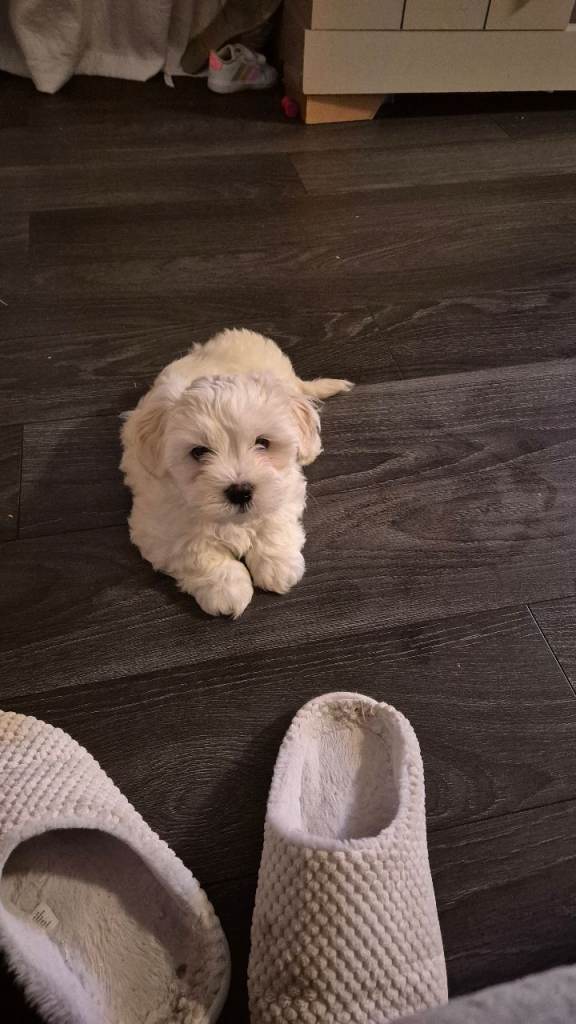 Maltese puppy 