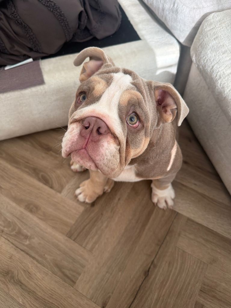 Male english bulldog