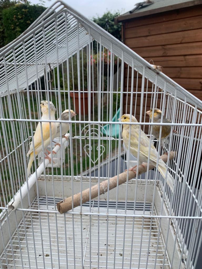 Jasper and Irish canaries 