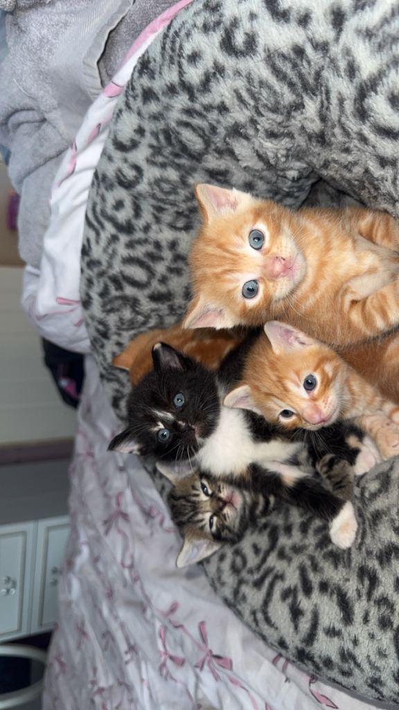 Kittens ready July 