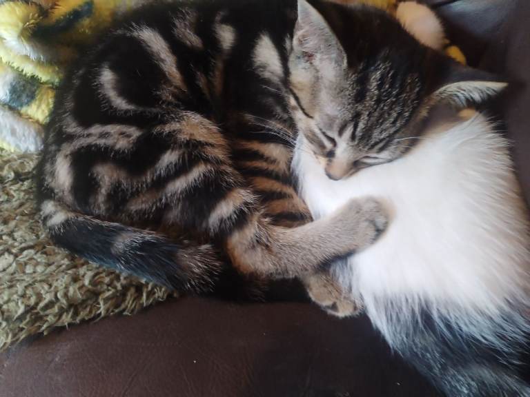 4 Eight week old male kittens 