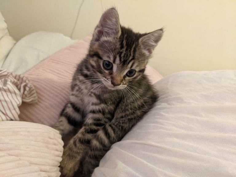 Kitten for sale
