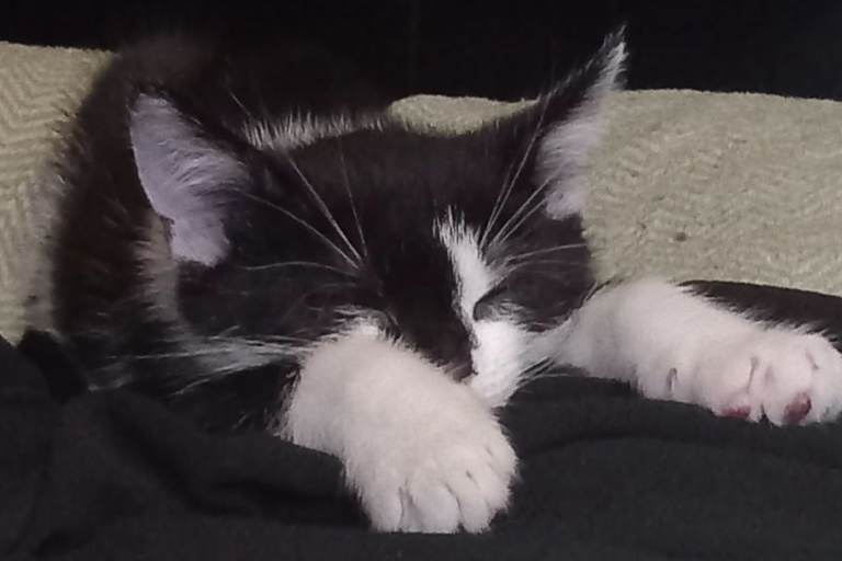 Kittens