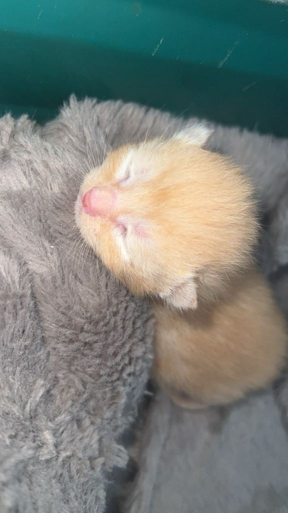 1 ginger male