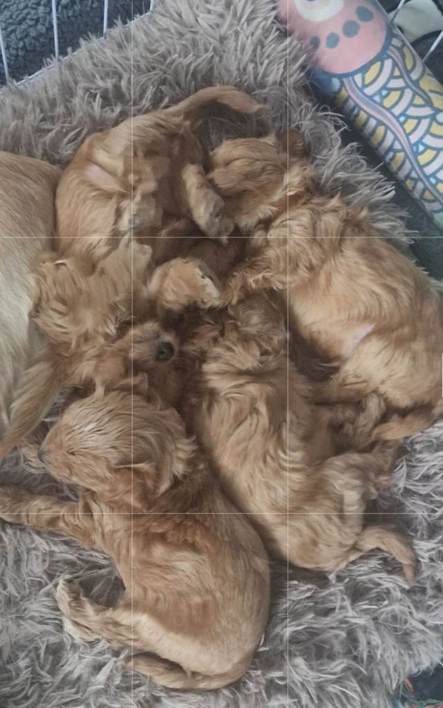 Asian toy poodle cross long haired chihuahua ... poochis