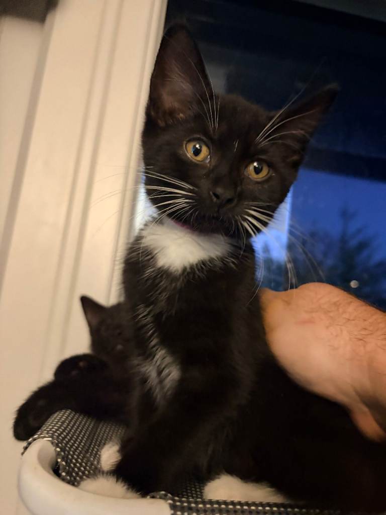 7 Cute & Fluffy Kittens ready for new homes