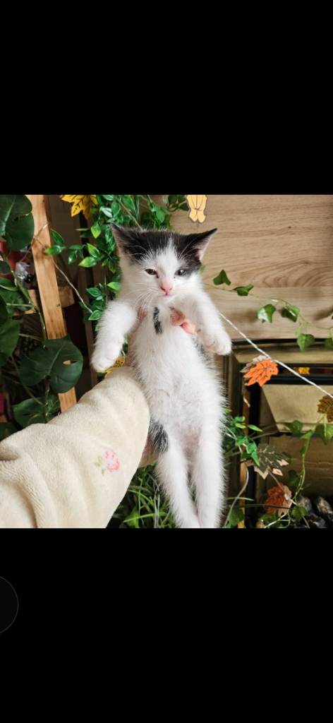 Kittens Ready to go 