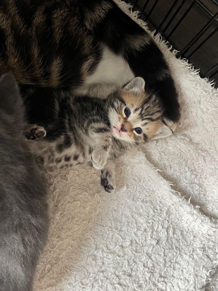 3 Cute Kittens For Sale