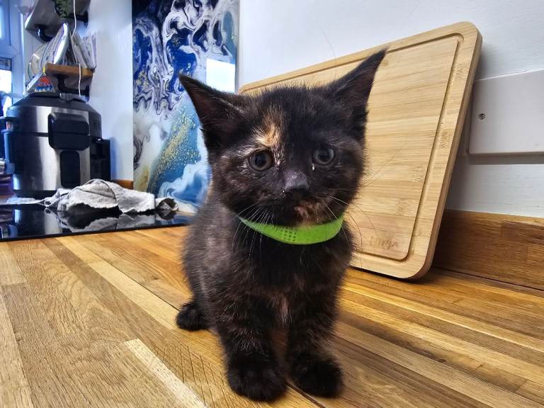 KITTEN Last ONE Black and Believe BOY 