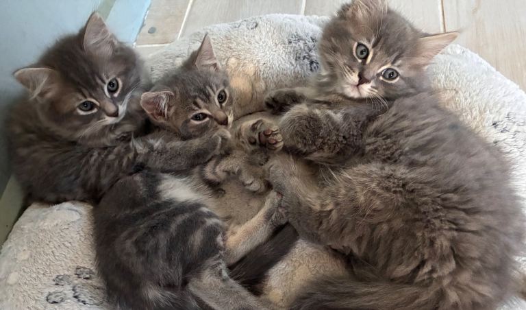 Gorgeous British Shorthair x Siberians - Hypoallergenic 