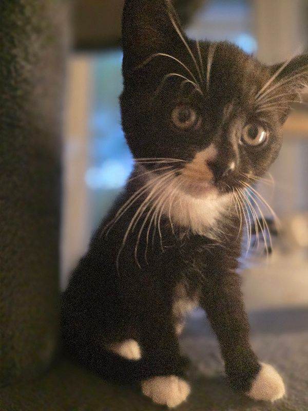 Beautiful female kitten